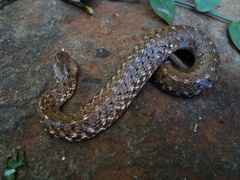 Mesotes strigatus