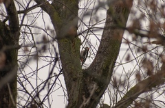 Dendrocopos major