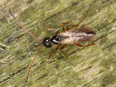 Eucoilinae