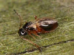 Eucoilinae