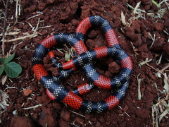 Micrurus altirostris