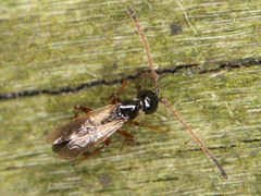 Eucoilinae