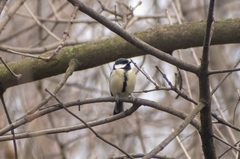 Parus major