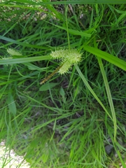 Carex retrorsa