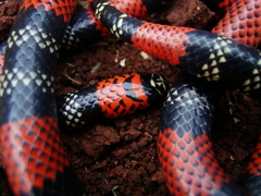 Micrurus altirostris