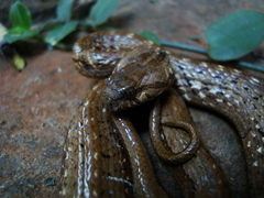 Mesotes strigatus