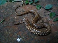 Mesotes strigatus