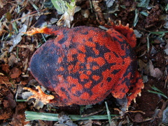 Proceratophrys brauni
