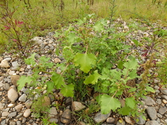 Xanthium orientale riparium