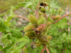 Xanthium orientale riparium