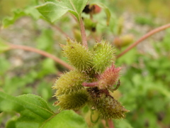 Xanthium orientale riparium