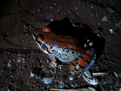 Leptodactylus mystacinus