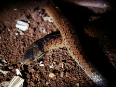Atractus paraguayensis
