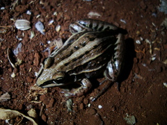 Leptodactylus plaumanni
