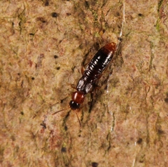 Leptusa ruficollis