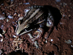 Leptodactylus plaumanni