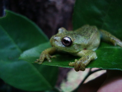 Aplastodiscus perviridis
