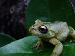 Aplastodiscus perviridis