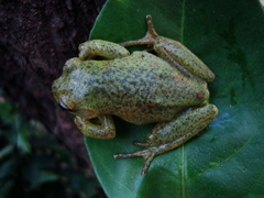 Aplastodiscus perviridis