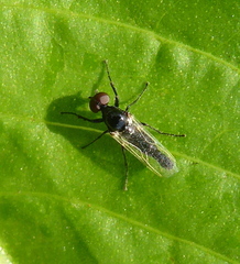 Dilophus obsoletus