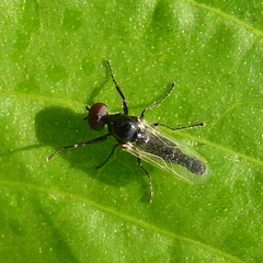 Dilophus obsoletus