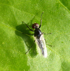 Dilophus obsoletus