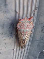 Calliopsida cinnabarina