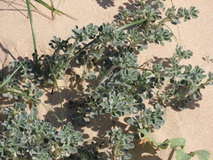 Medicago marina