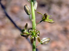 Drimia anomala