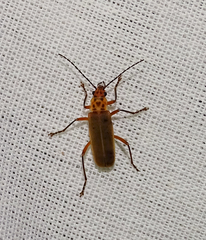 Chauliognathus maculaticeps