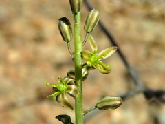Drimia anomala