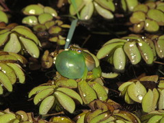 Sphaenorhynchus surdus