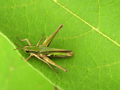 Eyprepocnemidinae
