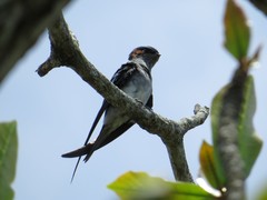 Hemiprocne longipennis