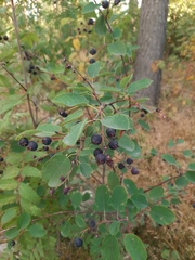 Amelanchier spicata