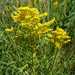 Missouri Goldenrod - Photo (c) tsc_wis, some rights reserved (CC BY-NC)