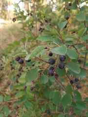 Amelanchier spicata