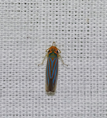 Ferrariana trivittata
