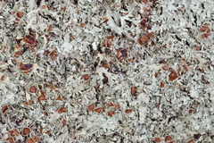 Xanthoparmelia hypofusca