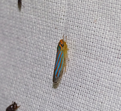 Ferrariana trivittata