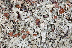 Xanthoparmelia hypofusca