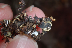 Xanthoparmelia hypofusca