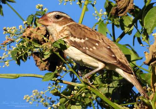 Rose-breasted Grosbeak, photo 9 of 10