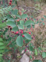 Amelanchier spicata
