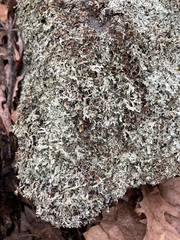 Xanthoparmelia hypofusca