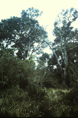 Quercus costaricensis