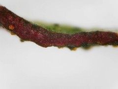 Xanthoparmelia hypofusca