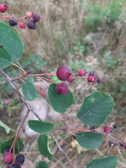 Amelanchier spicata