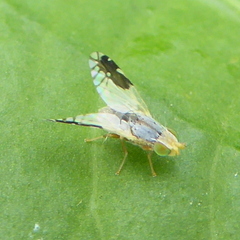 Trupanea