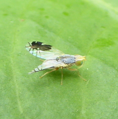 Trupanea